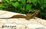 Basilisk Lizard